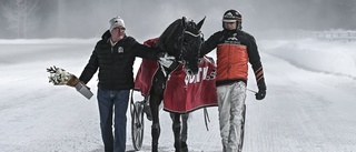 Två Skellefteåsegrar i V75 –Olly Håleryd enorm i seger efter galopp i V75–Selmer I.H vann femte raka efter uppförstorat målfoto