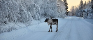 Trafikverkets varning: Renar efter E10 söder om Kiruna