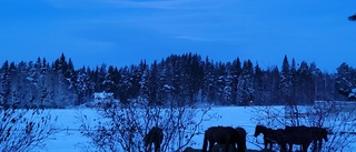 Dagens läsarbild: Fin morgon i hästhagen