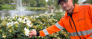 Klimatchocken: Värmen fick växt börja blomma  