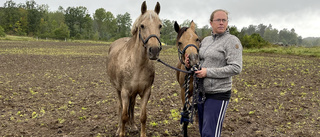 Hästar på rymmen skrämde slag på bilister på E22