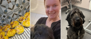 Sigges bullfest slutade hos veterinären