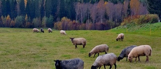 Läsarbilden: Får på bete          