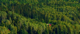 Så mycket skog äger Holmens Bruk