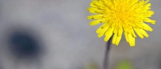 Septemberblommor