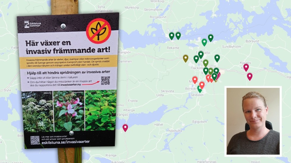 I den interaktiva kartan på vår sajt kan du läsa mer om de rapporter som kommit in gällande invasiva arter i Eskilstuna. "Allmänhetens kunskap om sin närmiljö är ovärderlig för oss", säger Carina Tennfors, naturvårdshandläggare.