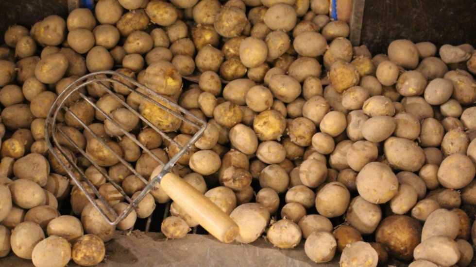 Potatis är ett måste på midsommarbordet för väldigt många.