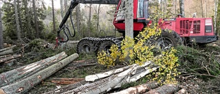 Få kan jobba med hyggesfritt skogsbruk