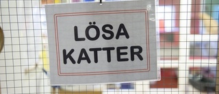 Jag gillar katter, men inte här