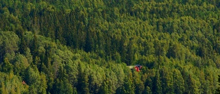 Så kan skogen bli vår räddning