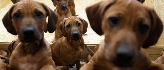 Barn hittade döda hundvalpar i påse 