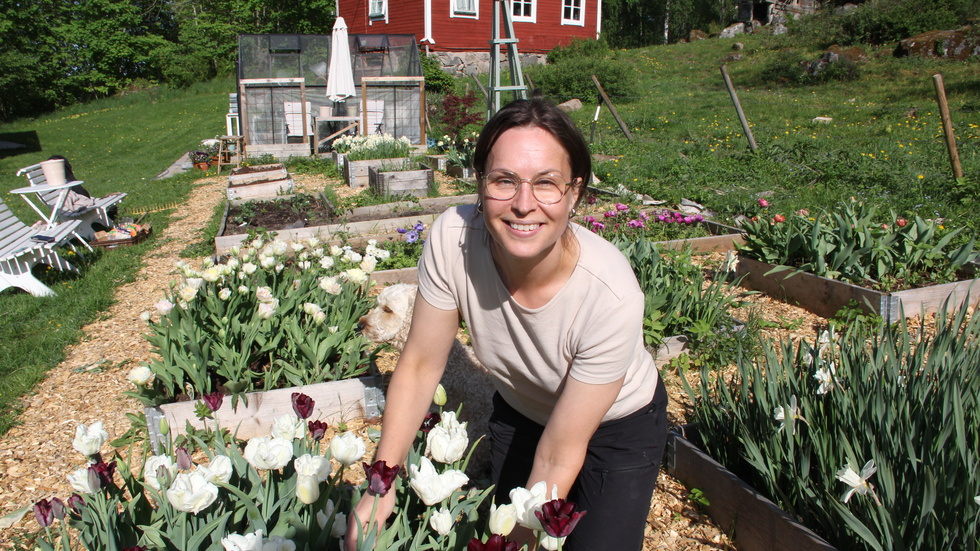 "Jag försöker så och planera så att något annat hela tiden tar över. Efter tulpanerna kommer ranunkel och anemoner. Sedan rosenskäror, lejongap och annat som gör sig fint i sommarbuketter", berättar Elin Melin när hon visar sina odlingar.
