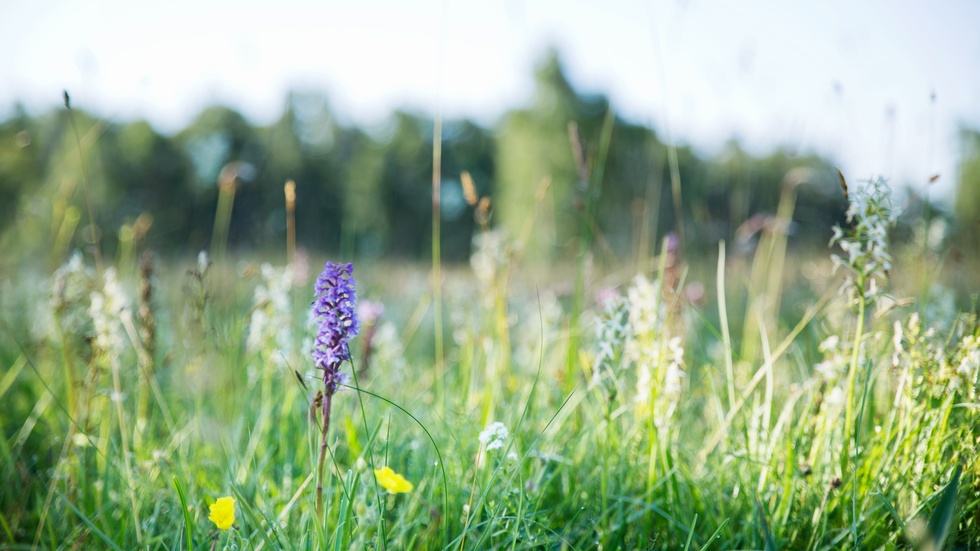 Stora delar av skolänget i Vamlingbo bedöms vara av naturtypen ”Slåtterängar i låglandet” och ha höga naturvärden.