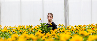 Här är tanken bakom sommarens blomsterprakt i Luleå