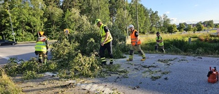 Fem träd har fallit över vägen – vi rapporterar om blåsovädret