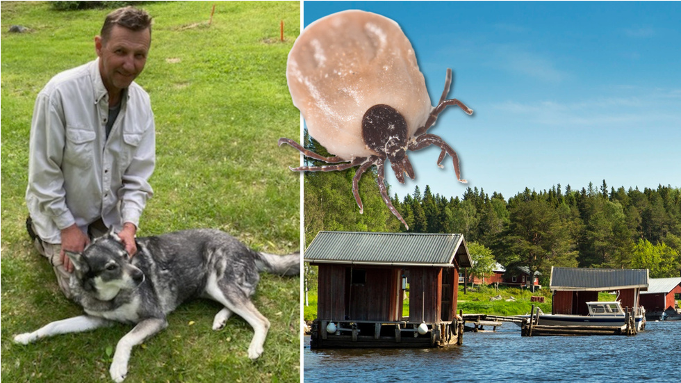 Fästingar plågar boende på Hindersön. Obs! Bilden är ett montage