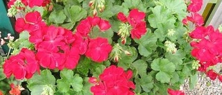 Pelargondagen lockar blomintresserade Västerviksbor