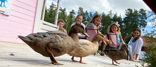 Anden Arthur har fått nya vänner