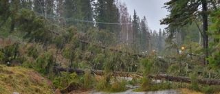 Så skyddar vi skogen mot vinterns stormar