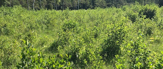 Naturreservat med orkideer slyar igen