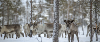 Sakfel och grundlösa påståenden om Sveaskog