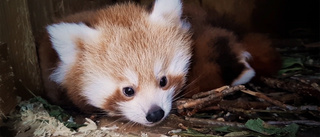 Pandaungar har fötts på Nordens Ark