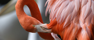 Rosa flamingor åter i kenyansk park