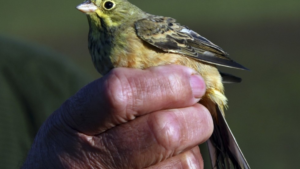 Ortolansparven är akut hotad. En av anledningarna är att den jagas i Frankrike dä'r den anses vara en delikatess. 