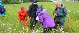 Blomsterängarnas blomster ökar