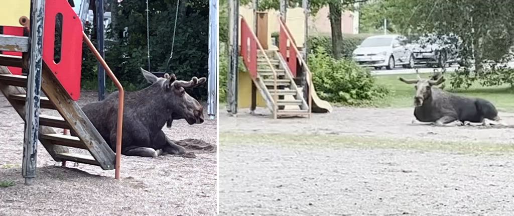 Älg