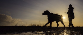 Hunden Sammy överlevde jordskredet