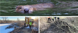 Hot mot dricksvattnet: Här river kommunen den skjutna bäverns bo 