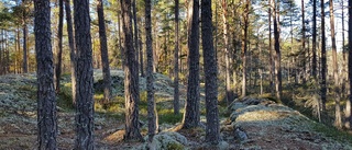 Reservatfeber: Stora fjällsjön är bara ett av tre nya naturreservat norr om Hälleforsnäs