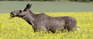 Onödigt alarmistisk retorik om älg