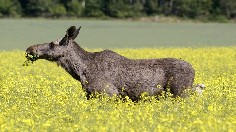 Nu kan organisationer söka miljoner i bidrag ur viltvårdsfonden. Arkivbild.