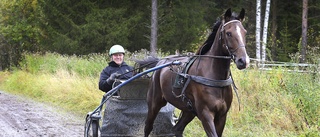 Eriksson har hittat drömhästen