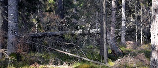 Skogsstyrelsen varnar för angrepp av granbarkborre