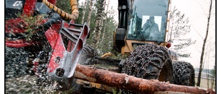 Bråket om skogen fortsätter