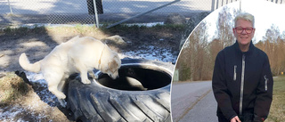 Ylva vill fixa hundpark med grannarnas hjälp – får nobben av kommunen