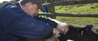 Slå vakt om den svenska veterinärkåren