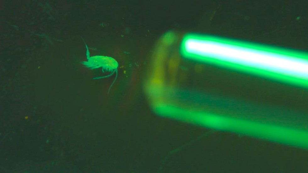 En liten hoppkräfta fångas in för undersökning. Det som verkligen överraskade forskarna var de djurplankton som är ännu mindre.