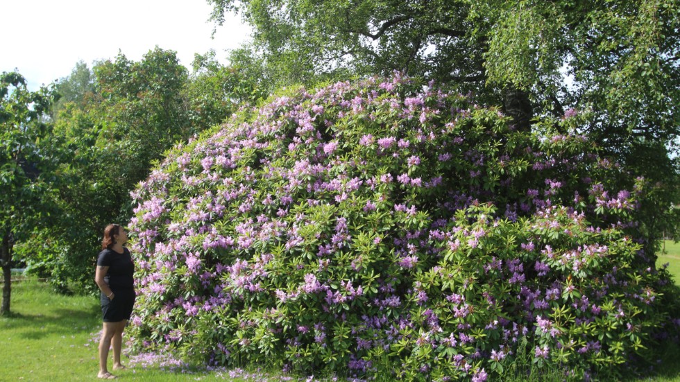 Sarah Mokvist framför sin rhododendron i sin villaträdgård i Vingåker.
