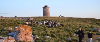 Marint naturreservat bildas runt Östergarnsholm 