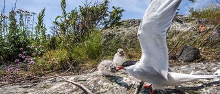 Utställning om Östersjön i sommar: "Vi kan förändra"