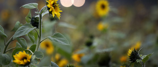 Stort intresse få svenska åkrar att blomma