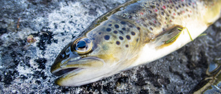 Fiskeregler för Norrlandsälvar ses över