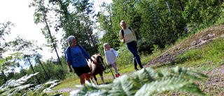 På hästpromenad i skogen