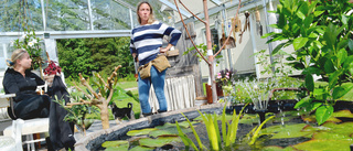 Från två tomatplantor till magnifik hemmaträdgård 