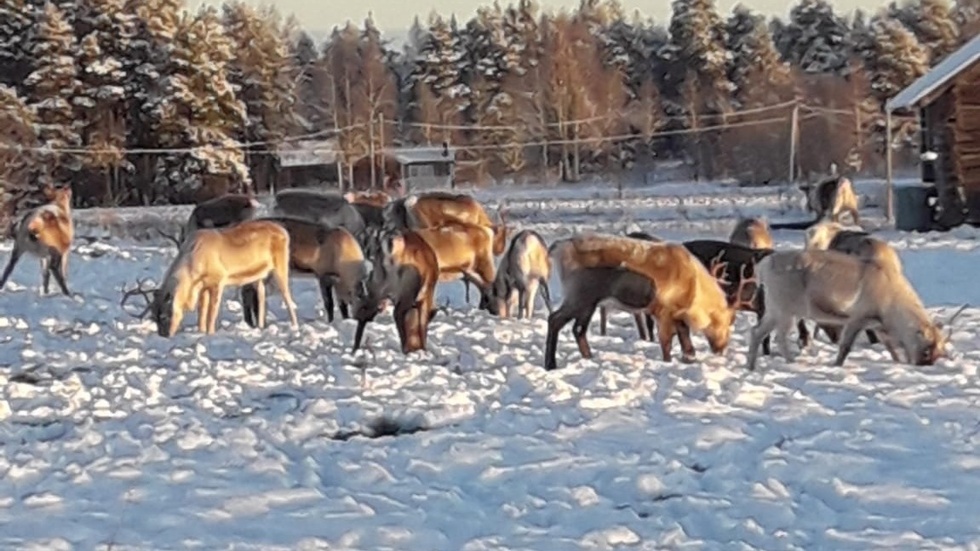 "Vi har en hel flock renar som i princip har grävt upp hela tomten och gjort skadegörelse på trädgårdsbuskar och prydnadsbuskar, säger Stig Nulu i byn Korva. 
