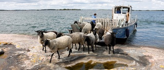 Skärgårdsbonden som har får på hela 70 olika öar